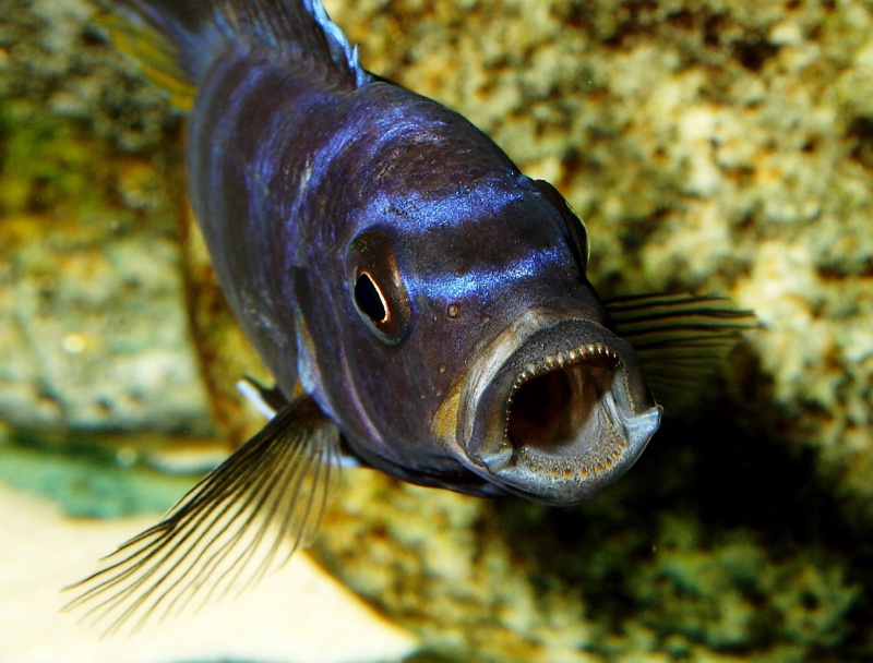 Chindongo sp. 'elongatus mphanga'